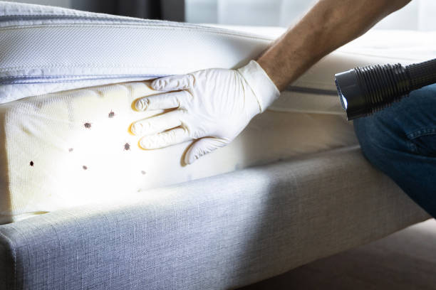 Best Insect Control  in North Canton, OH