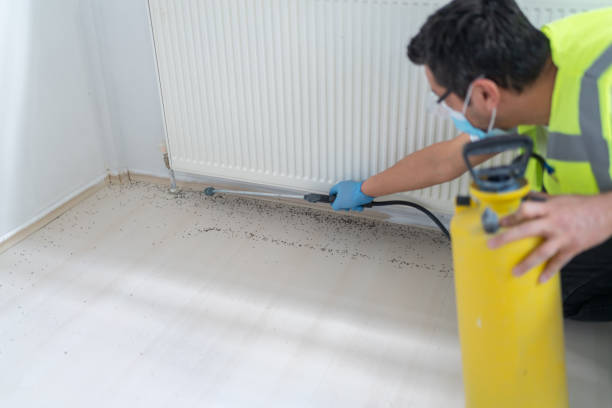 Best Wasp Removal Services  in North Canton, OH